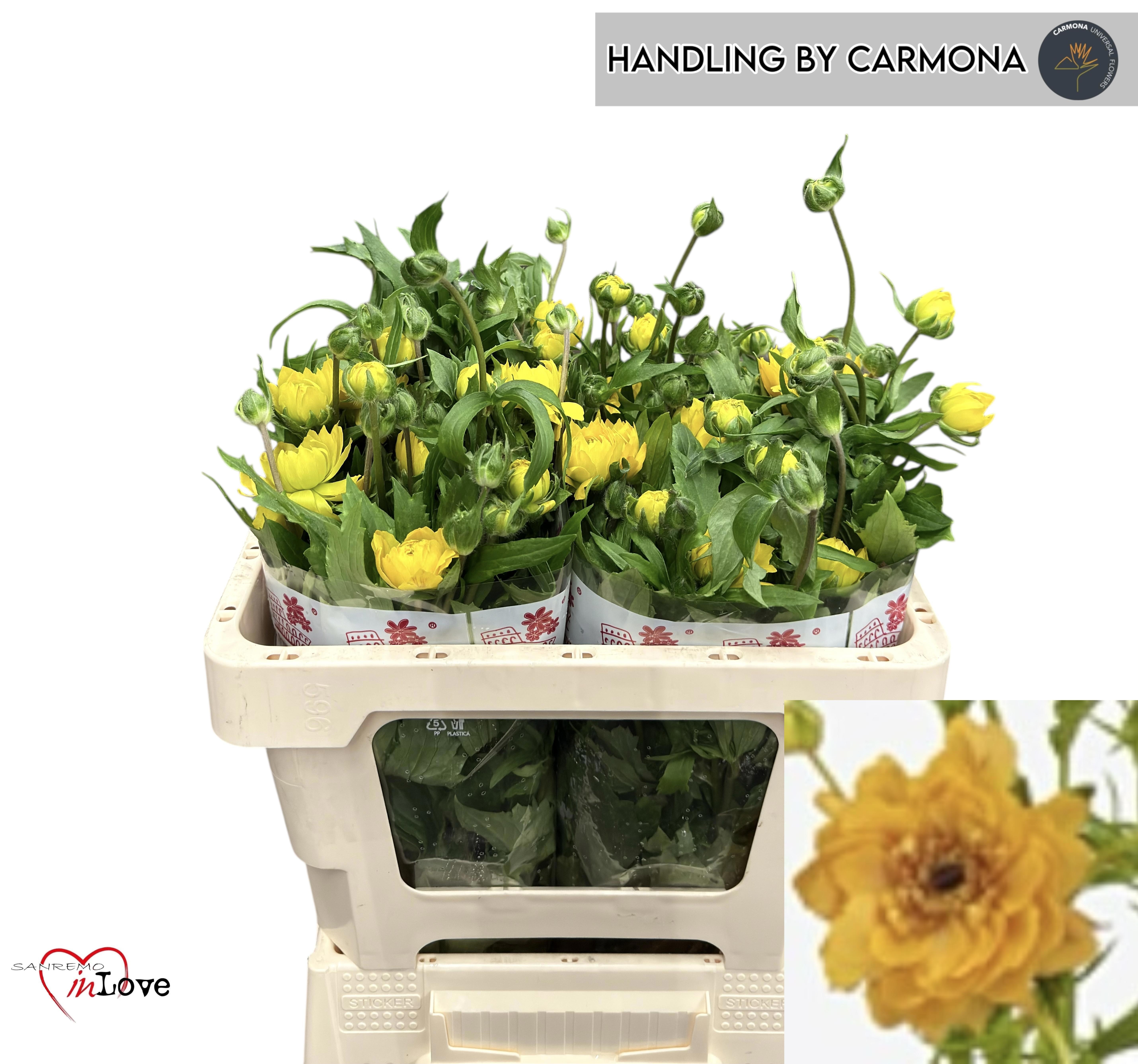 Ранункулус Модерна Вивальди 50, шт.