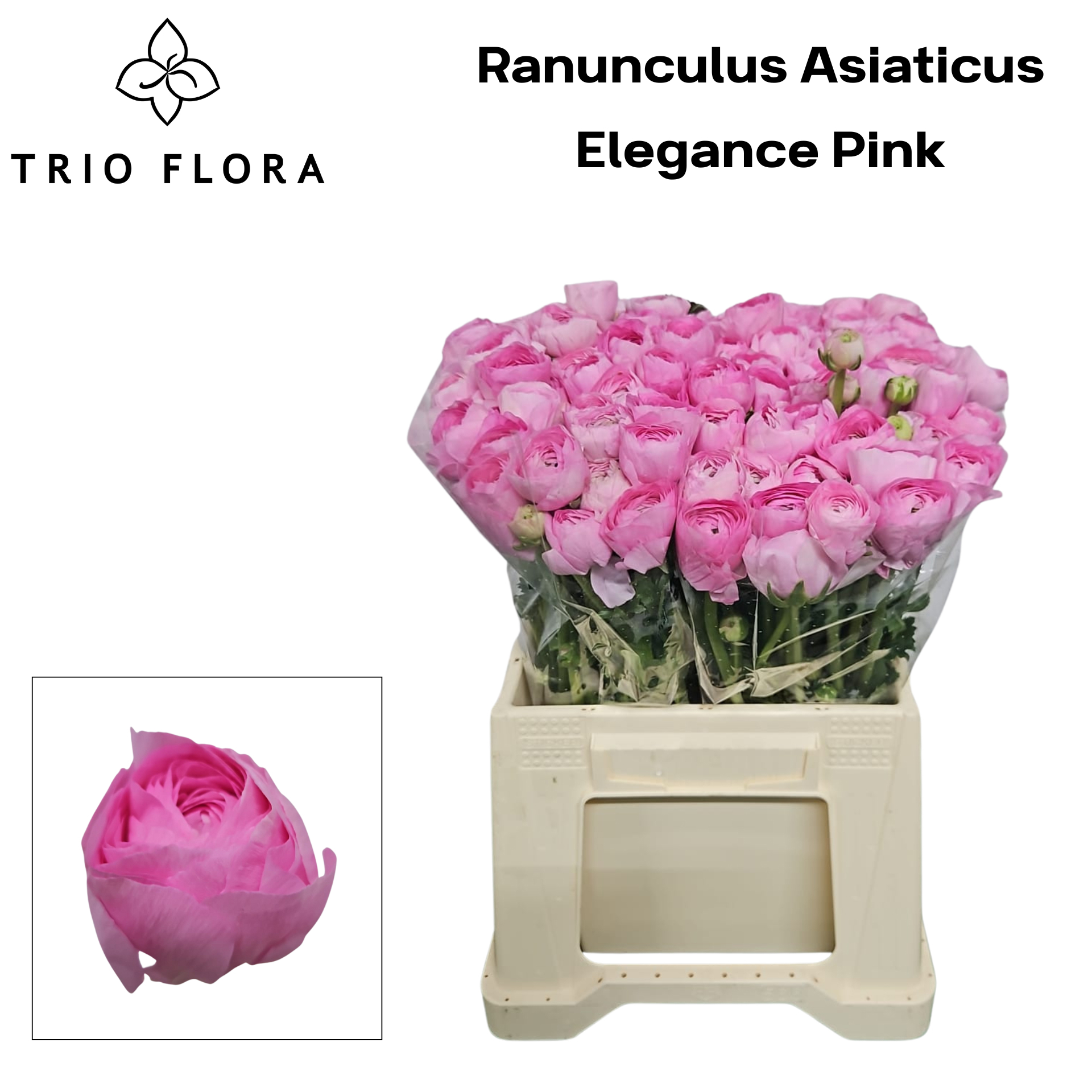 Ранункулус Элеганс Пинк 40, шт.
