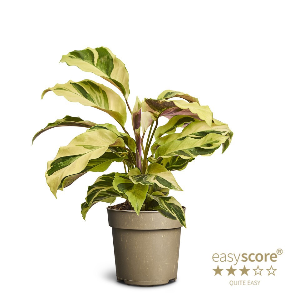 CALATHEA SPECIES 'Brule-Marxi', D 11