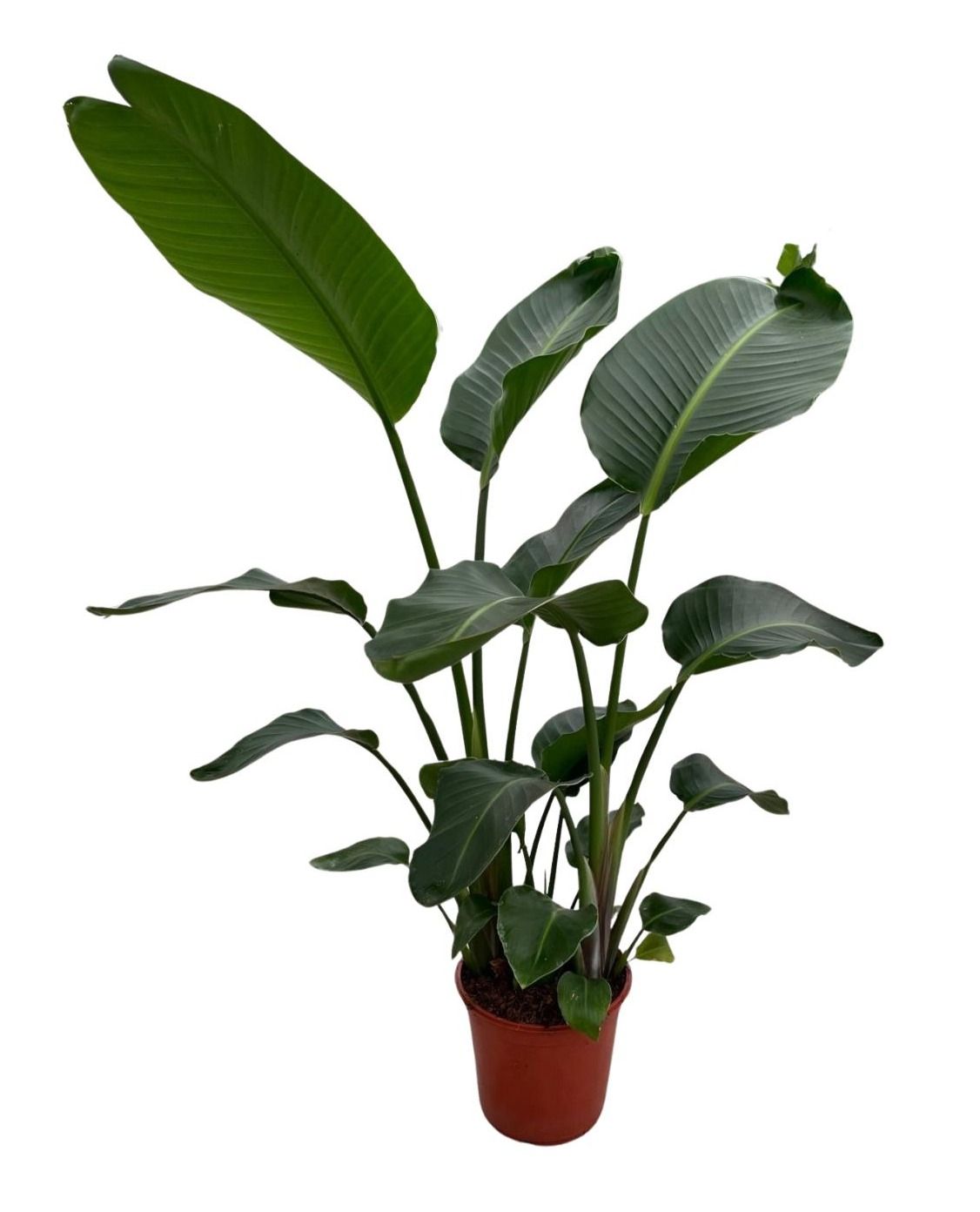 Strelitzia Nicolai p24 XXL, D 24