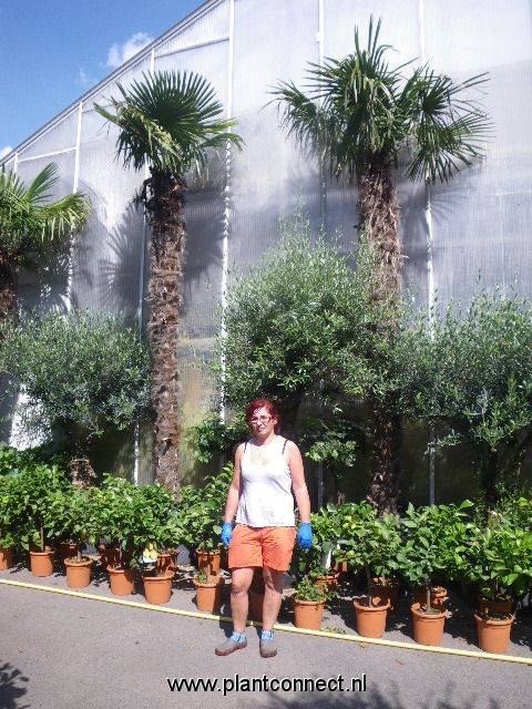 Trachycarpus fortunei, D 75