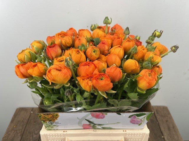 Ранункулус Элеганс Оранж 45 (оранж.), шт.