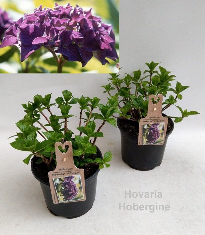 Hydrangea Hovaria Hobergine Garden 19cm, D 19