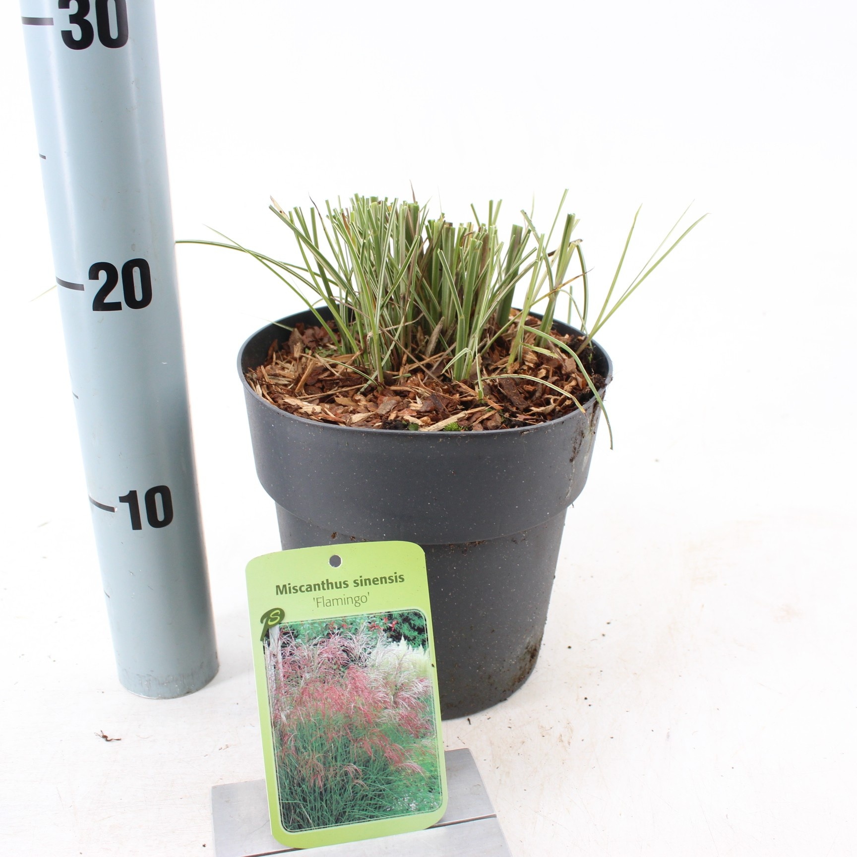 Miscanthus sin. 'Flamingo', D 17