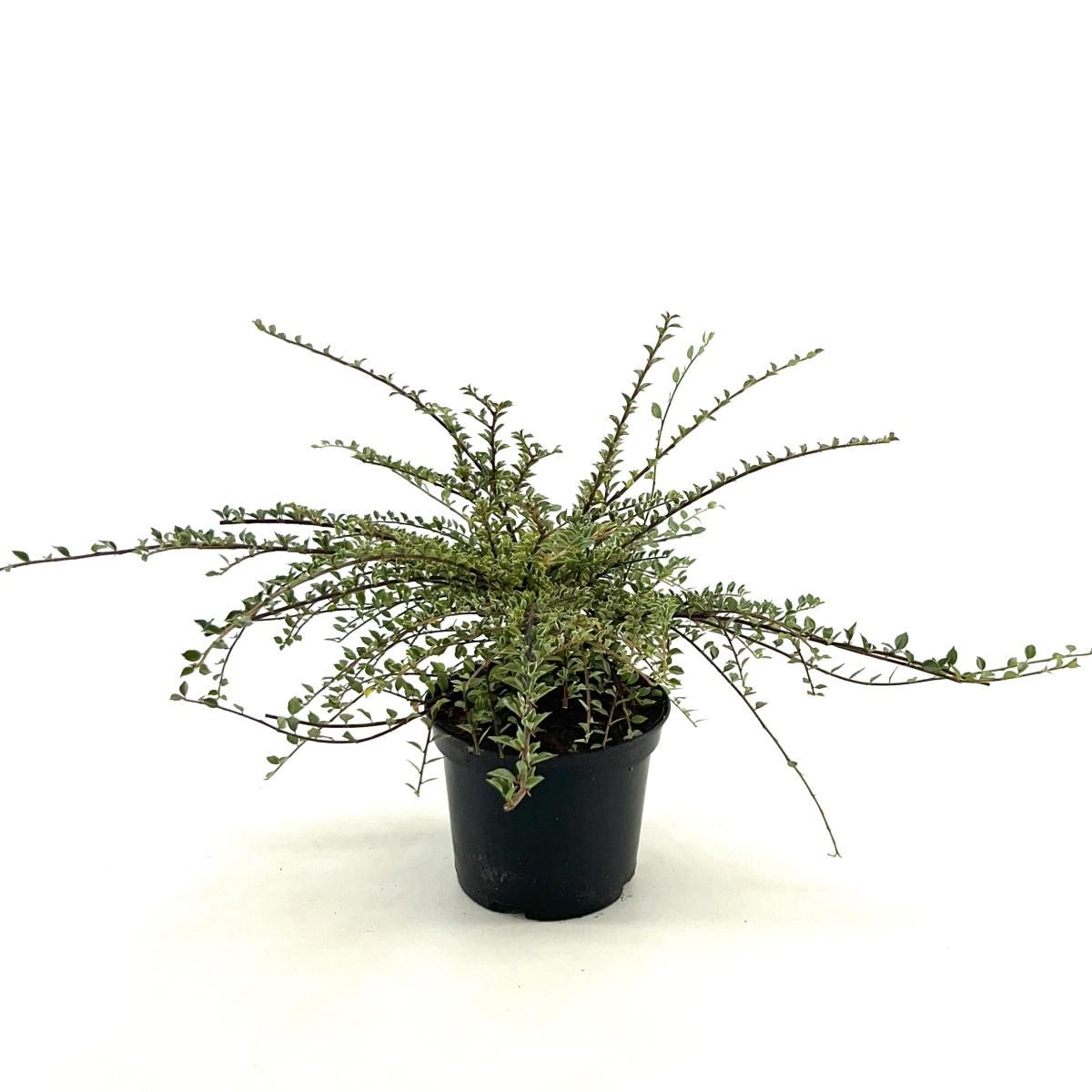 Cotoneaster atrop. 'Variegatus', D 17