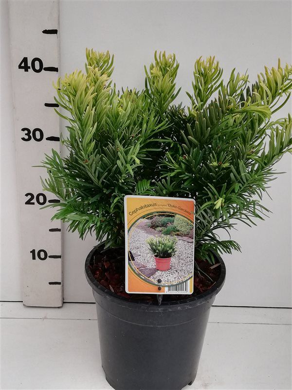 Cephalotaxus ha. 'Duke Gardens', D 19