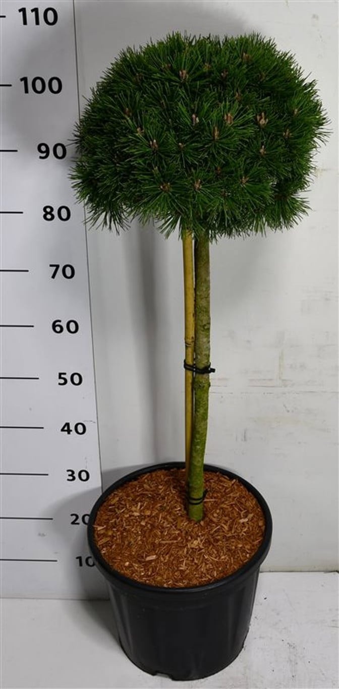 Pinus mugo 'Mops', D 38