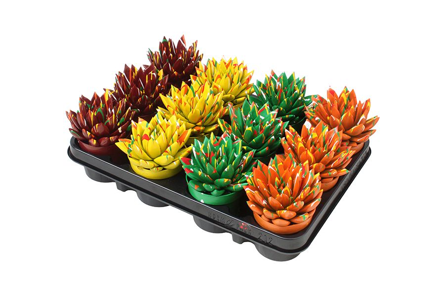 Miranda coloured Splash autumn mix, D 8,5