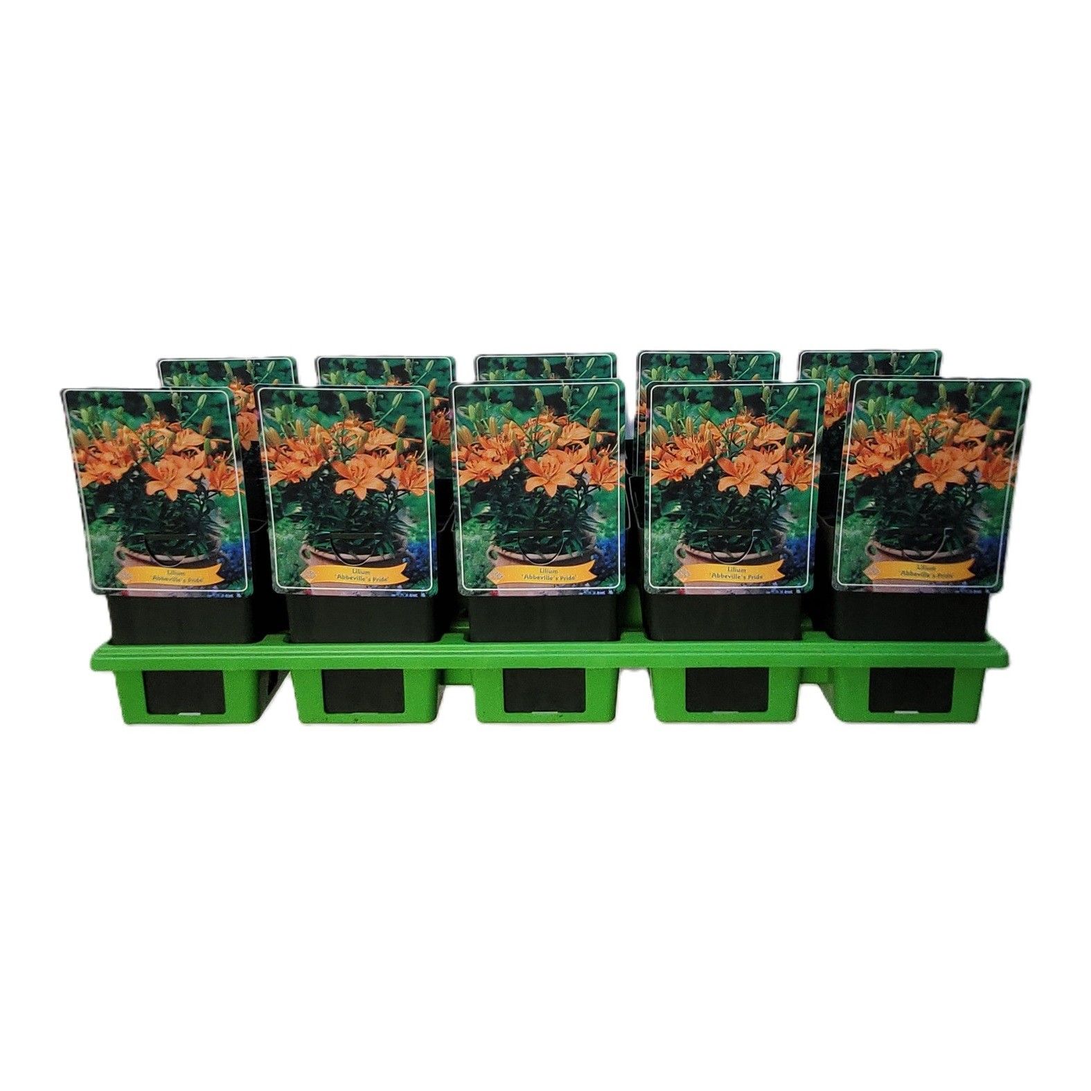 Lilium 'Abbeville's Pride' P11, D 11