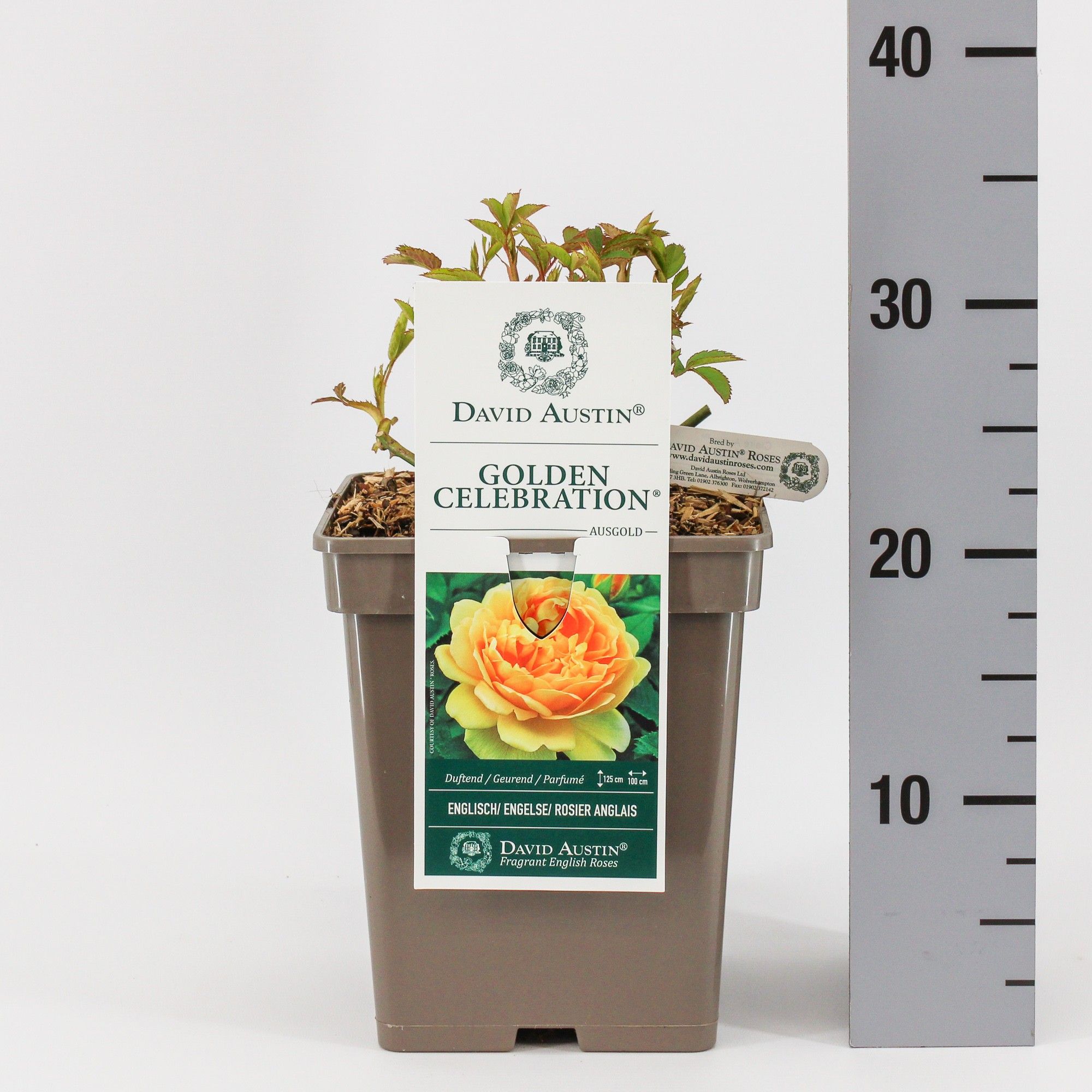 Rosa (Aus) Golden Celebration ®, C5, D 23