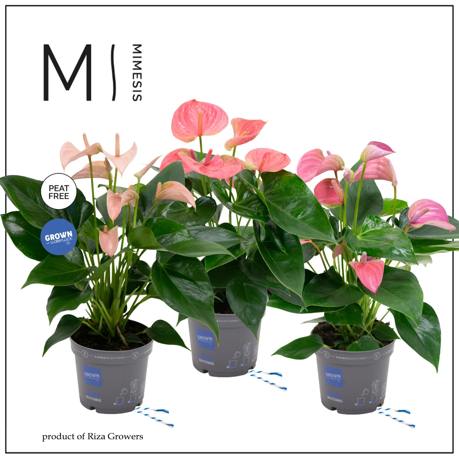 Mimesis Anthurium KARMA Pink mix - 12 cm, D 12