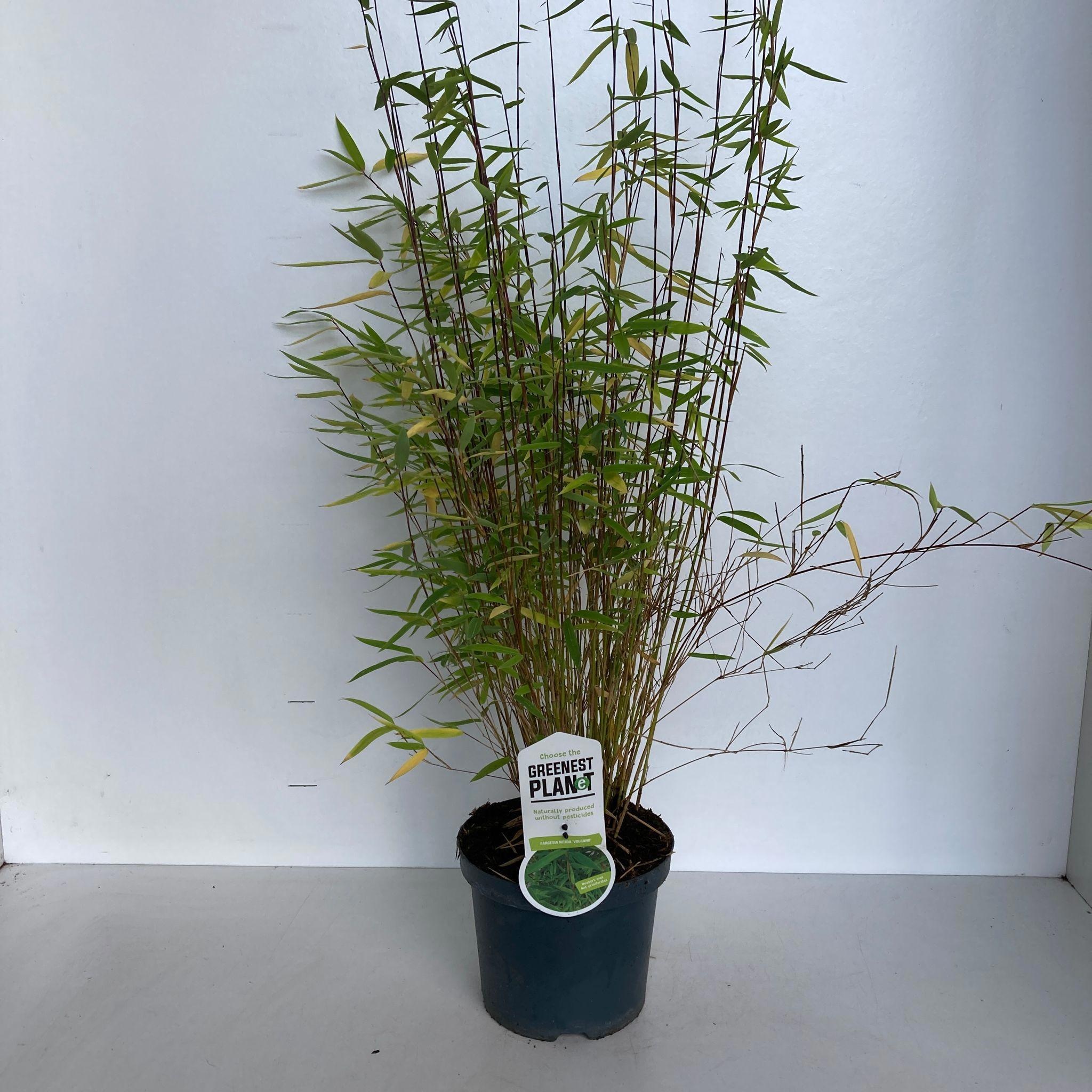 Fargesia 'Volcano', D 19