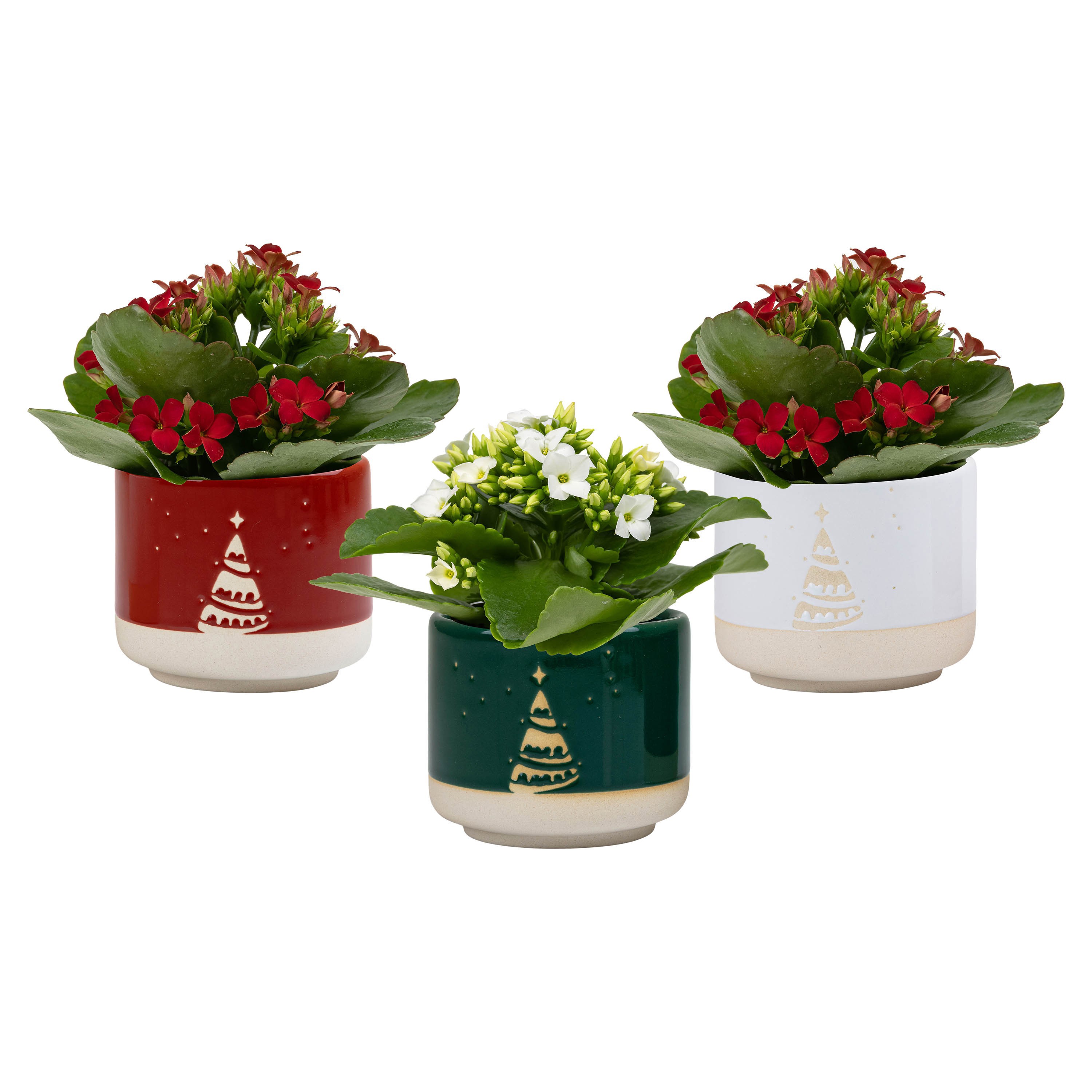 Winter Night with Kalanchoe, D 6