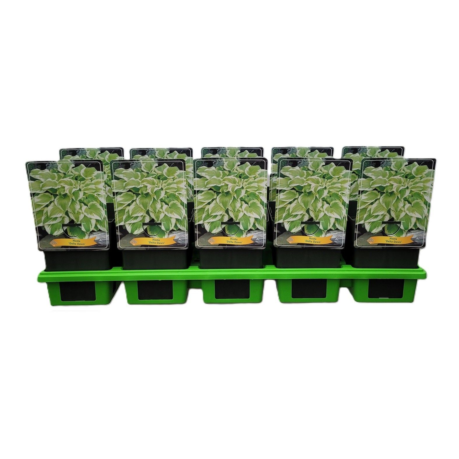 Hosta 'Delta Dawn' P11, D 11