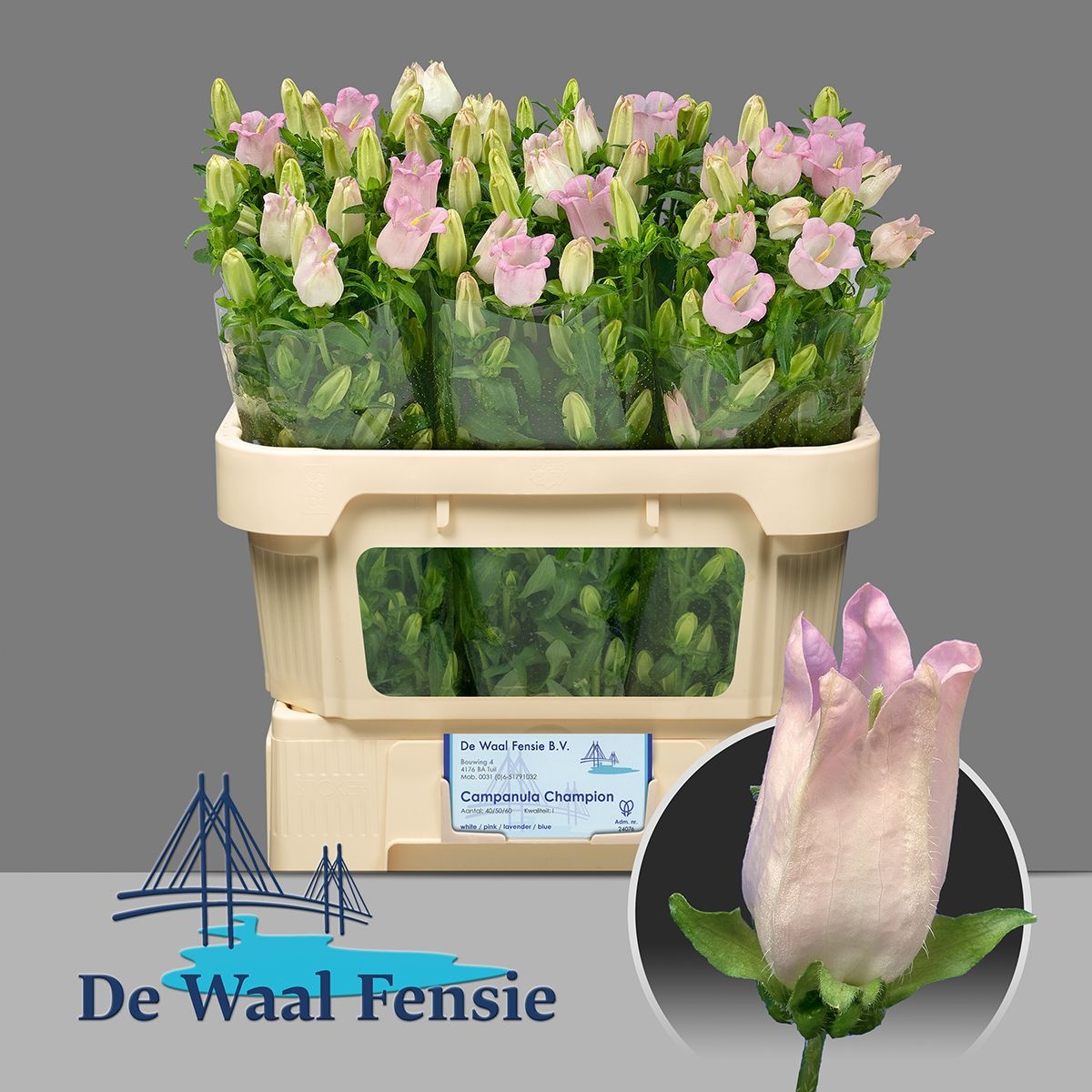 Кампанула Перл Пинк 65, шт.