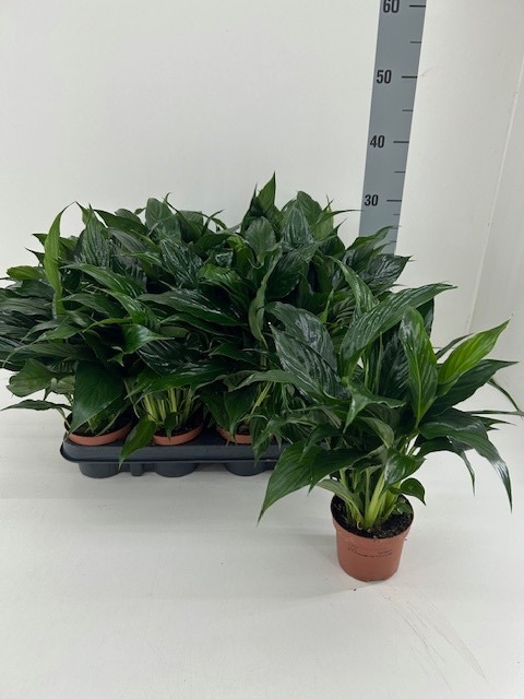 Spathiphyllum Queenie P9 cm, D 9