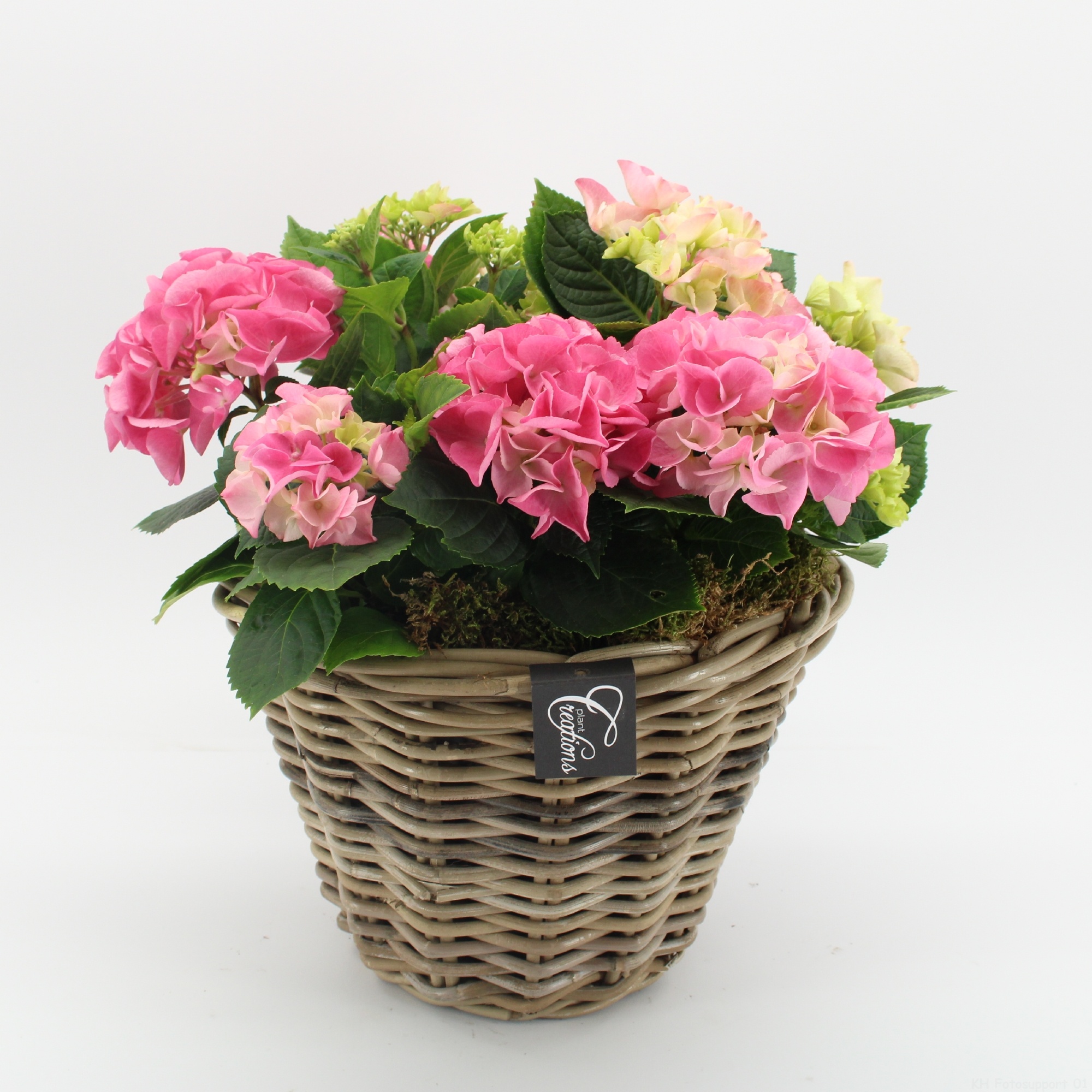 KHCR-2612RZ Hydrangea creations, D 29