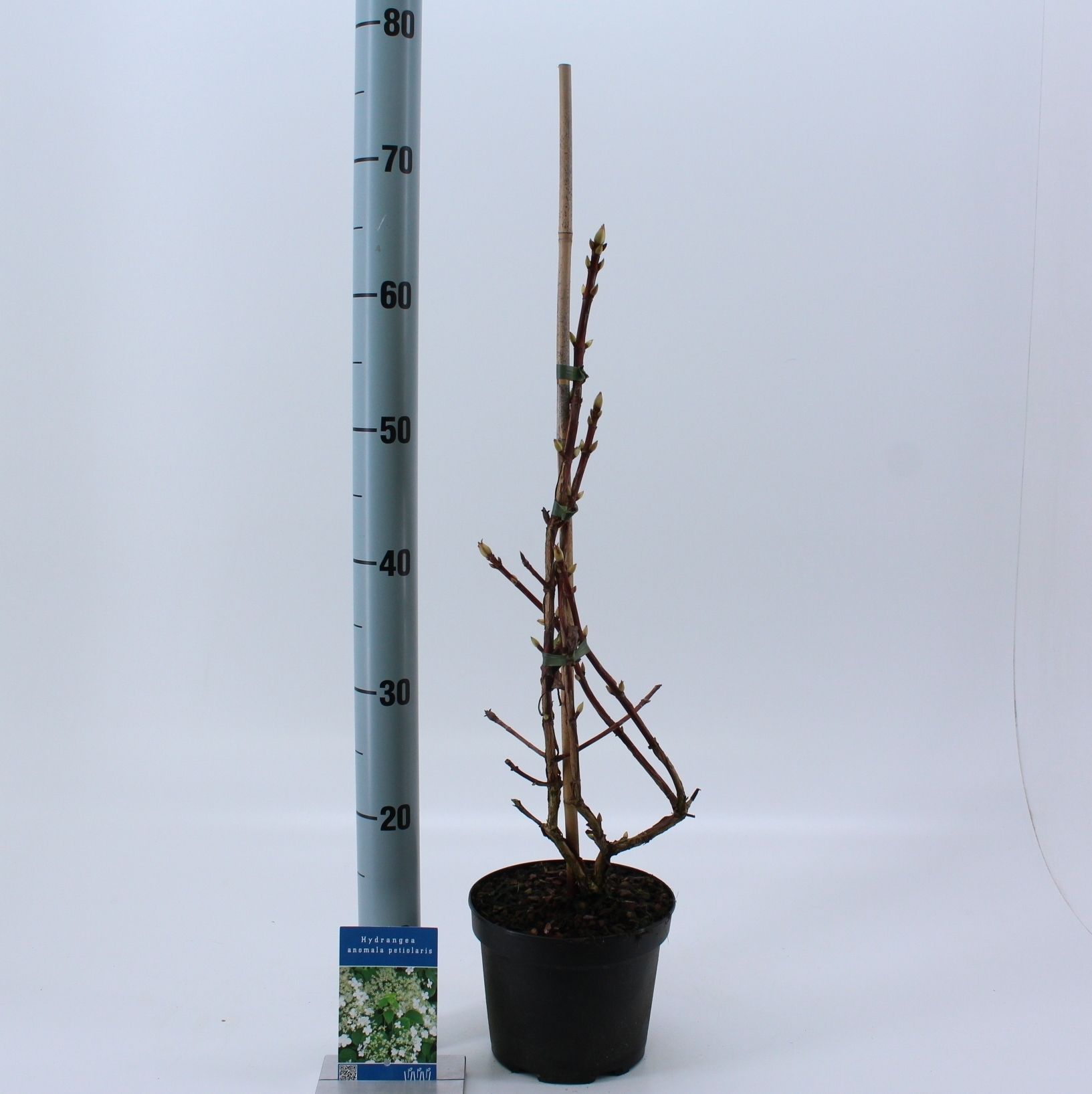 Hydrangea anomala petiolaris --gestokt 40 cm, D 17