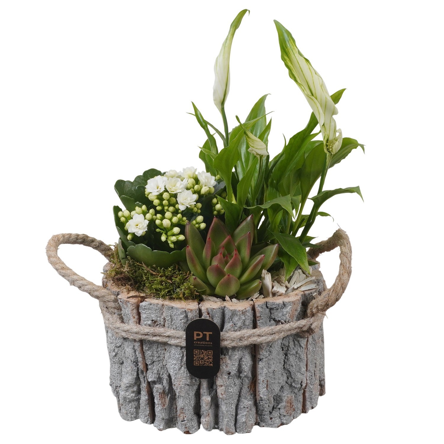 PTIB5255 Arrangement Indoor in houten bak, D 17