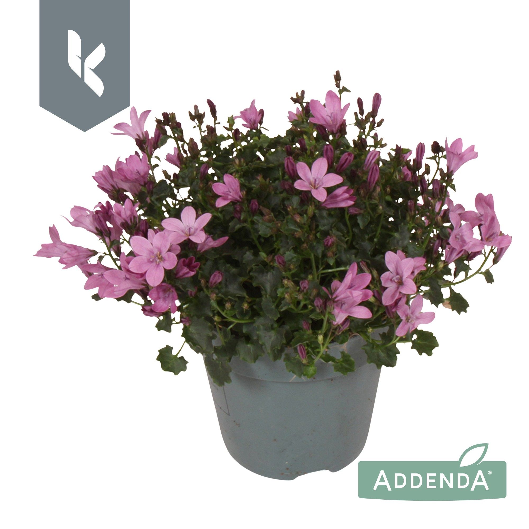 Campanula Ambella Pink, D 10,5
