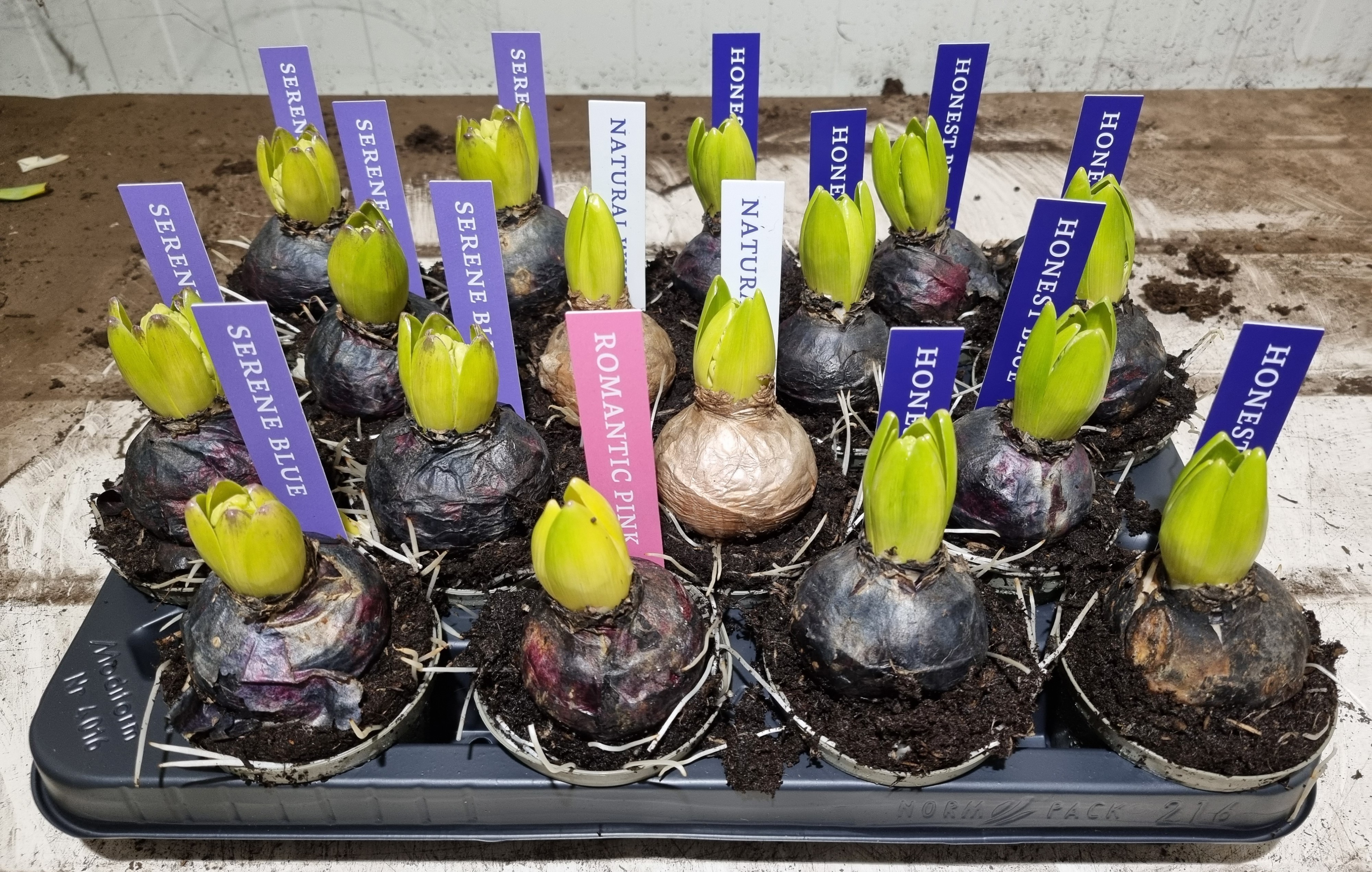 HYACINT MIX 08 KLOK ETIKET, D 8