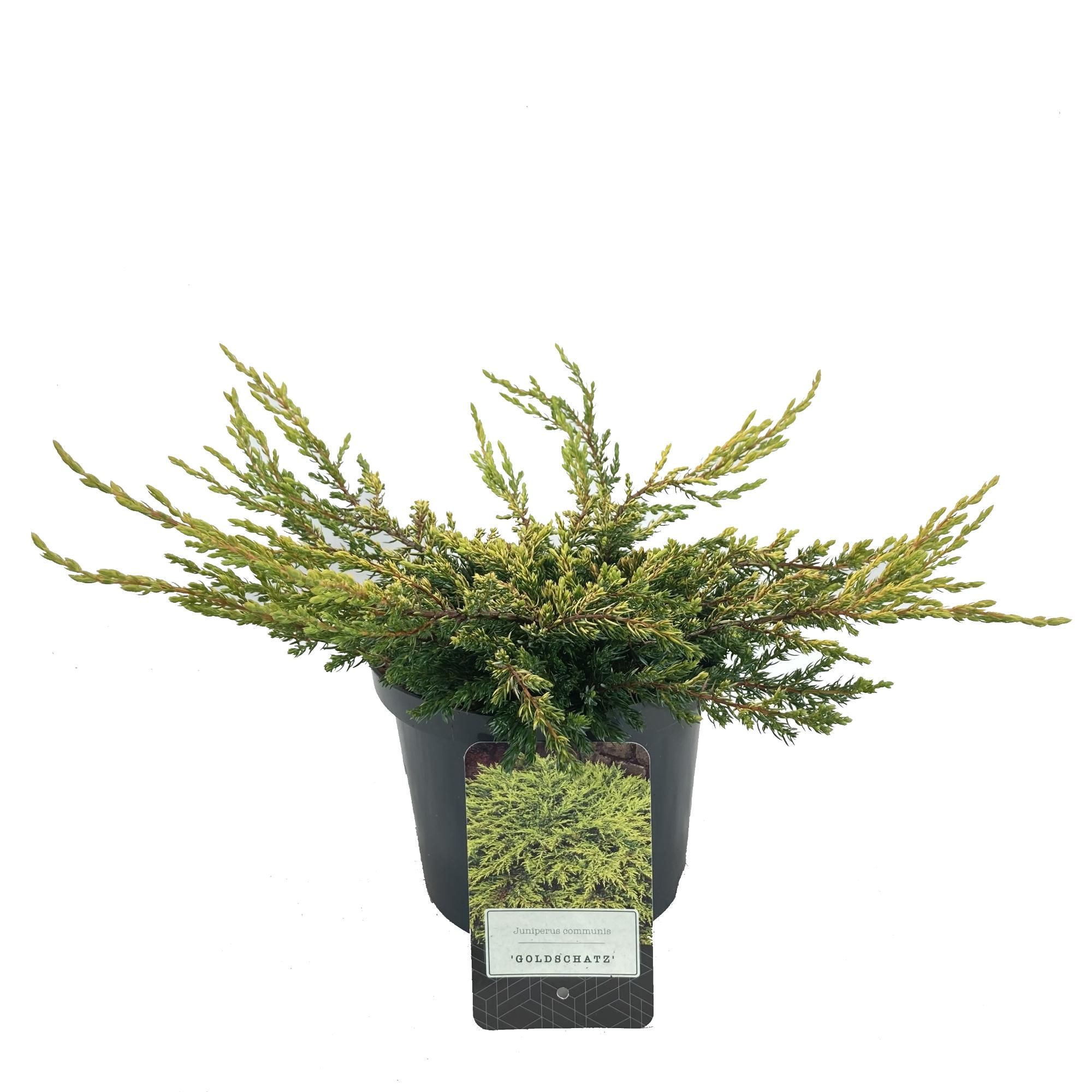 Juniperus communis 'Goldschatz', D 18