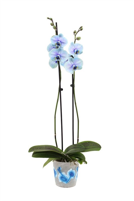 Fiore blue Phal I am Blue Lagoon 2T14+, D 12