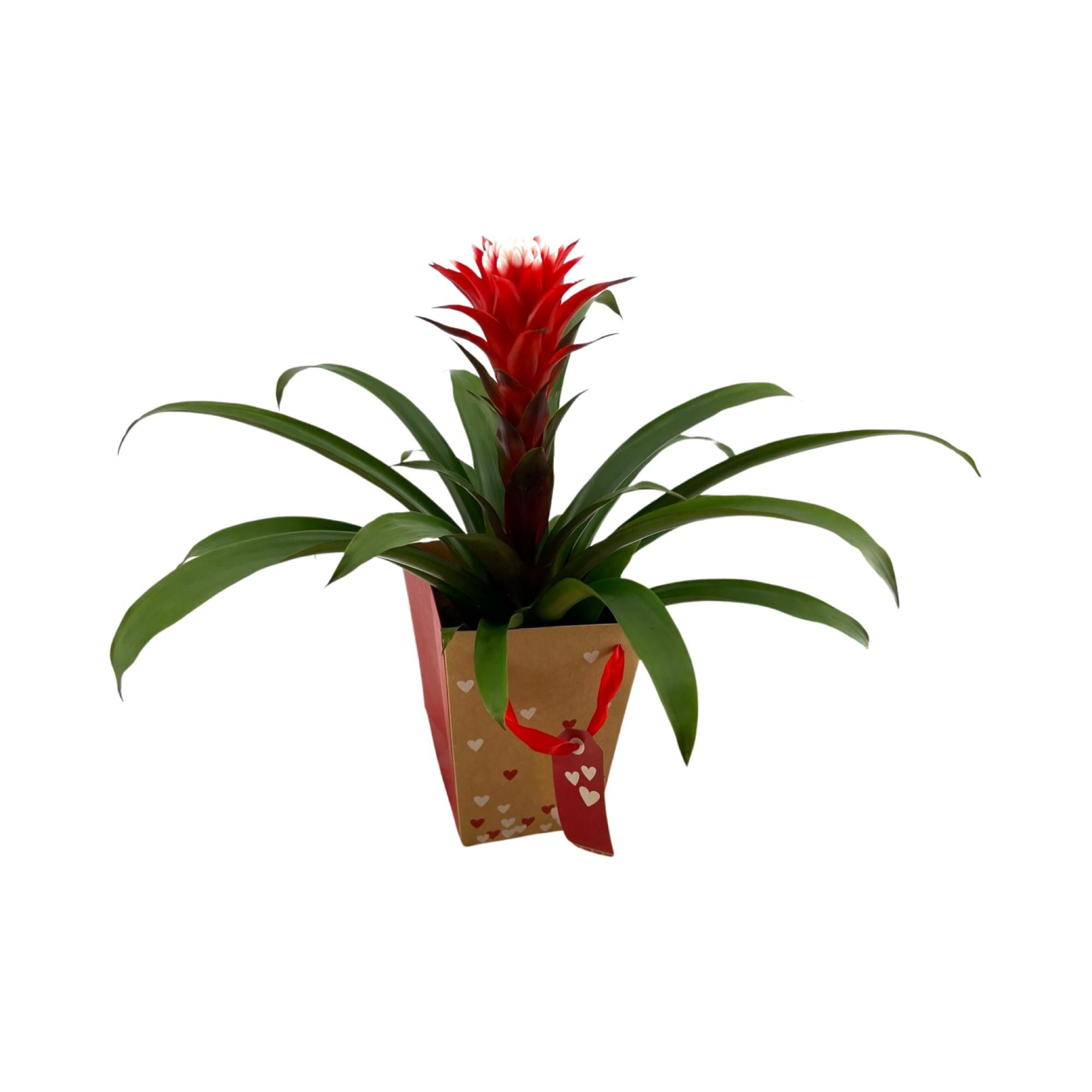 Guzmania Hope in Hartentasje, D 13