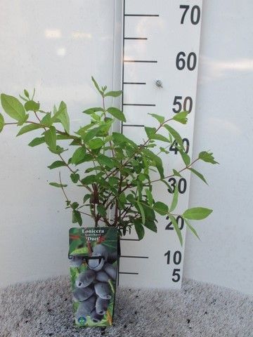 Lonicera k. Woloszebnica P14, D 14