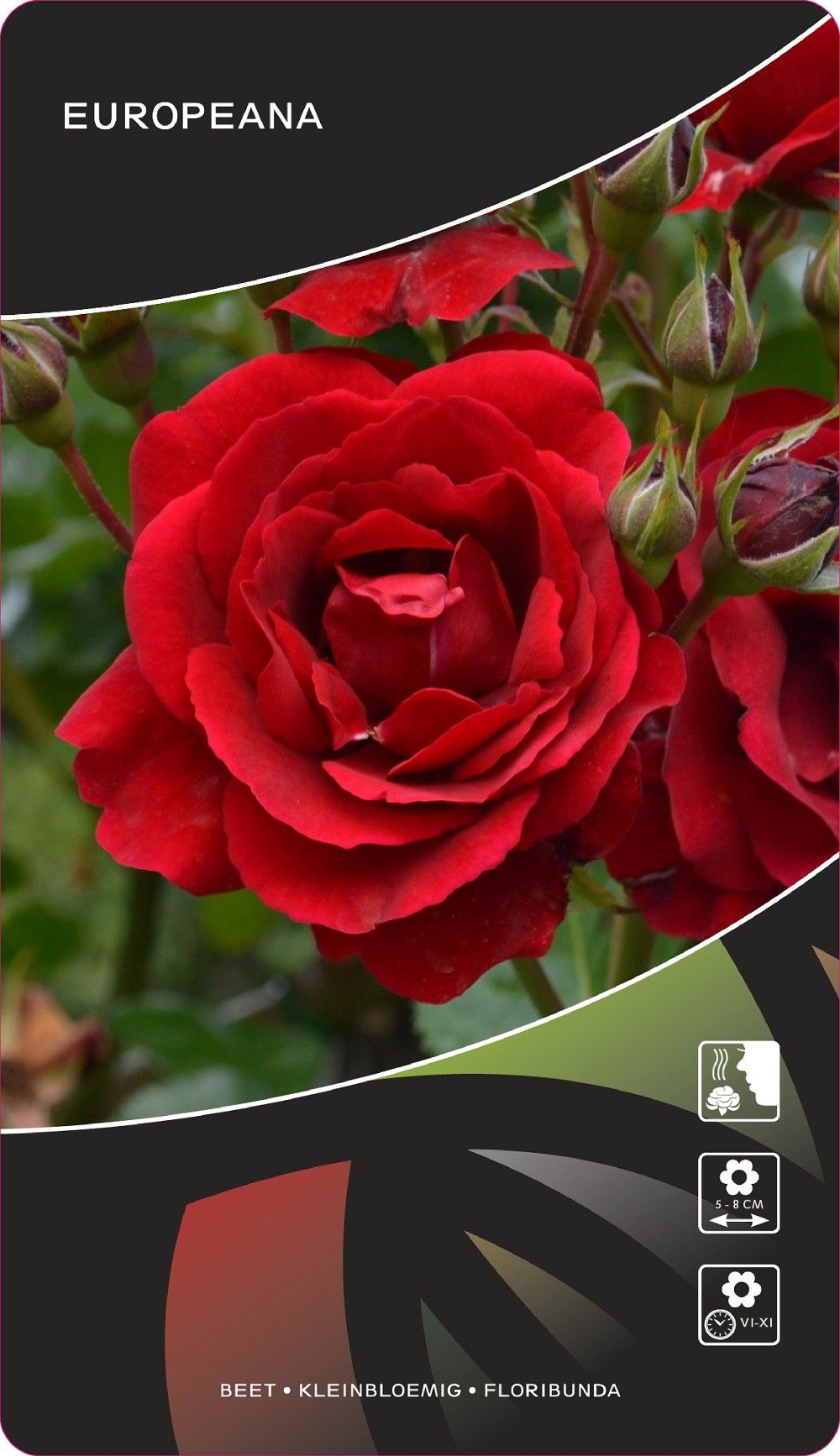 Rosa (F) Europeana, D 17