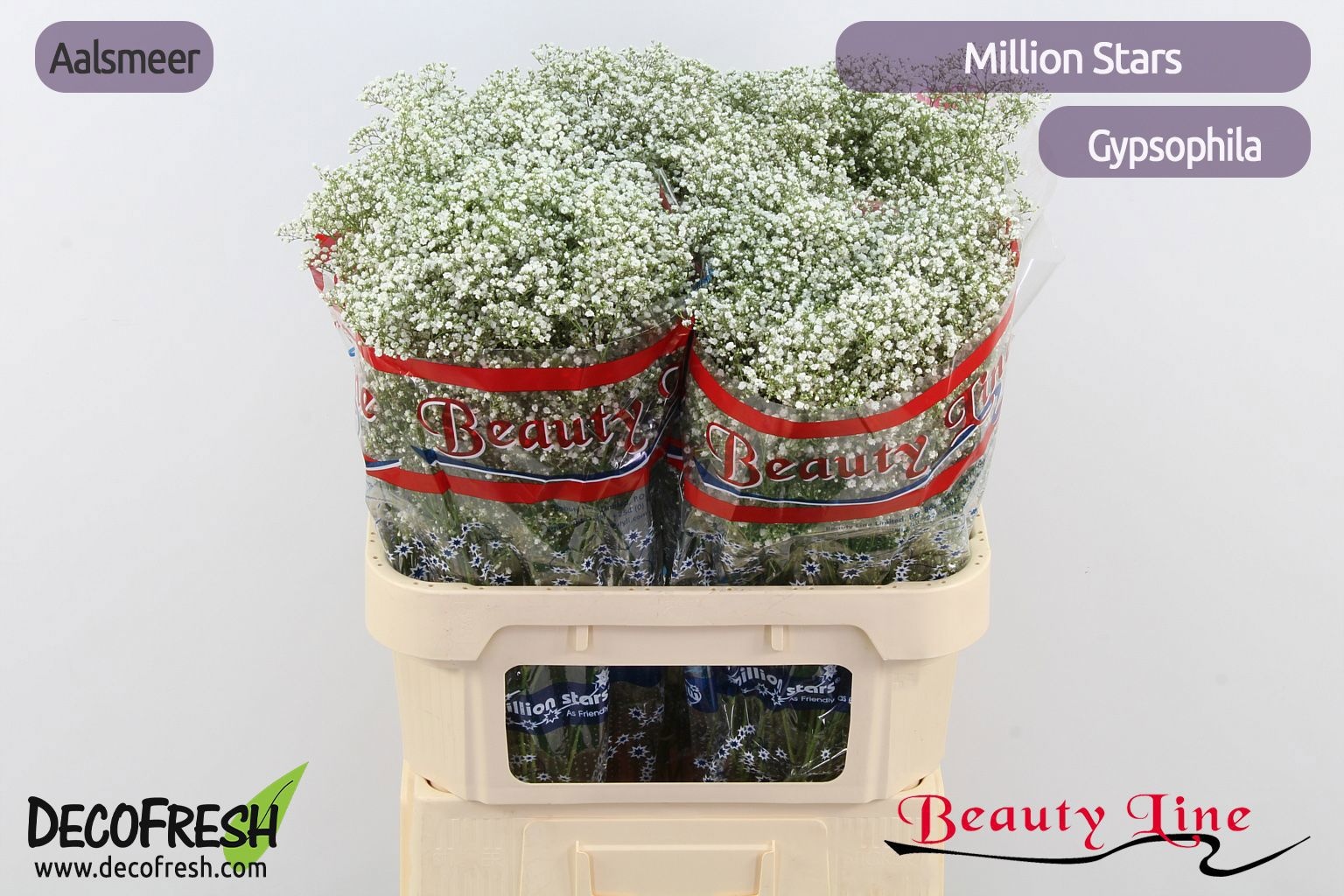 Гипсофила Миллион Стар 80 (бел.), шт.