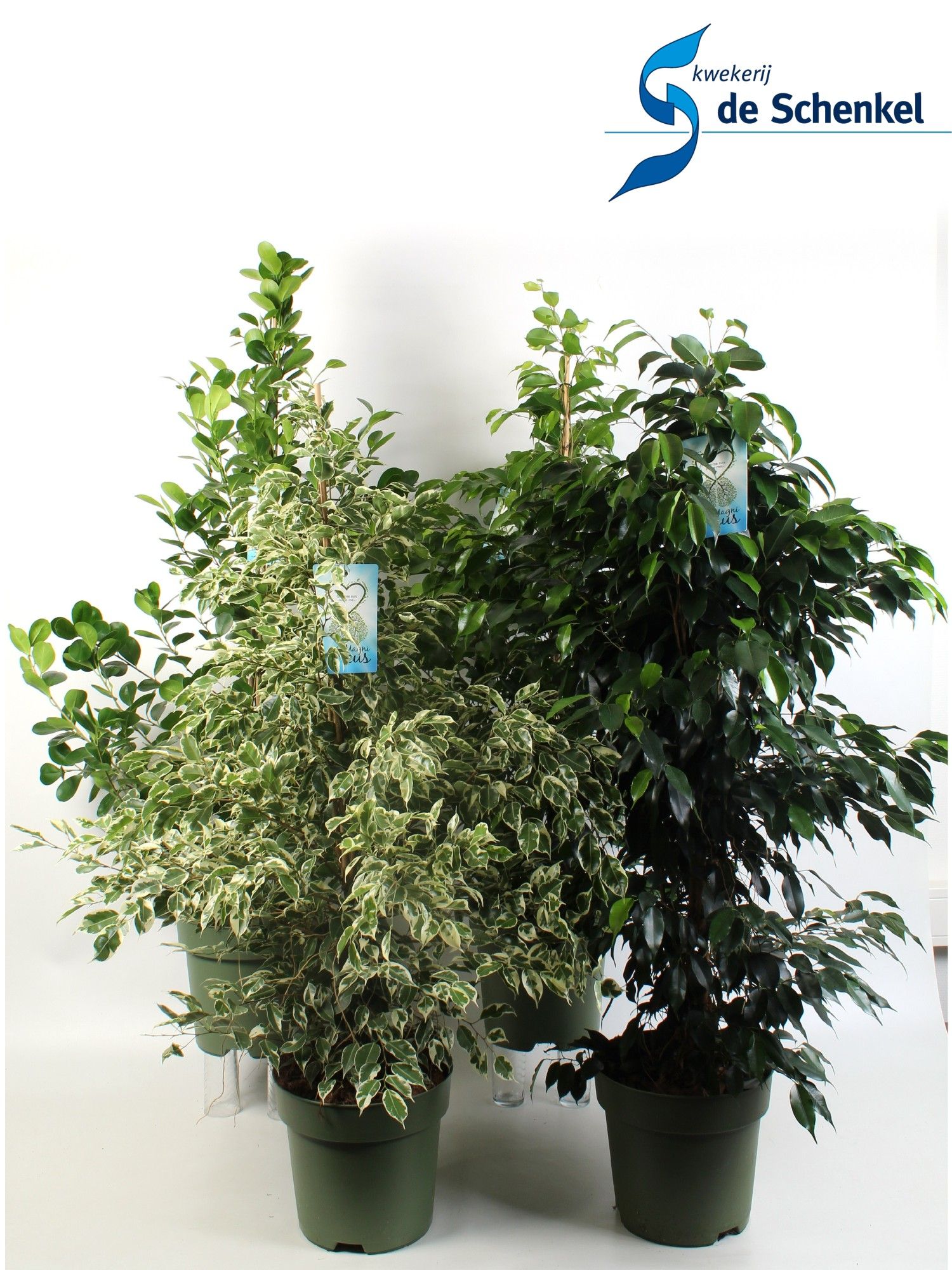 FICUS benjamina mixkar 3-4 soorten, D 27
