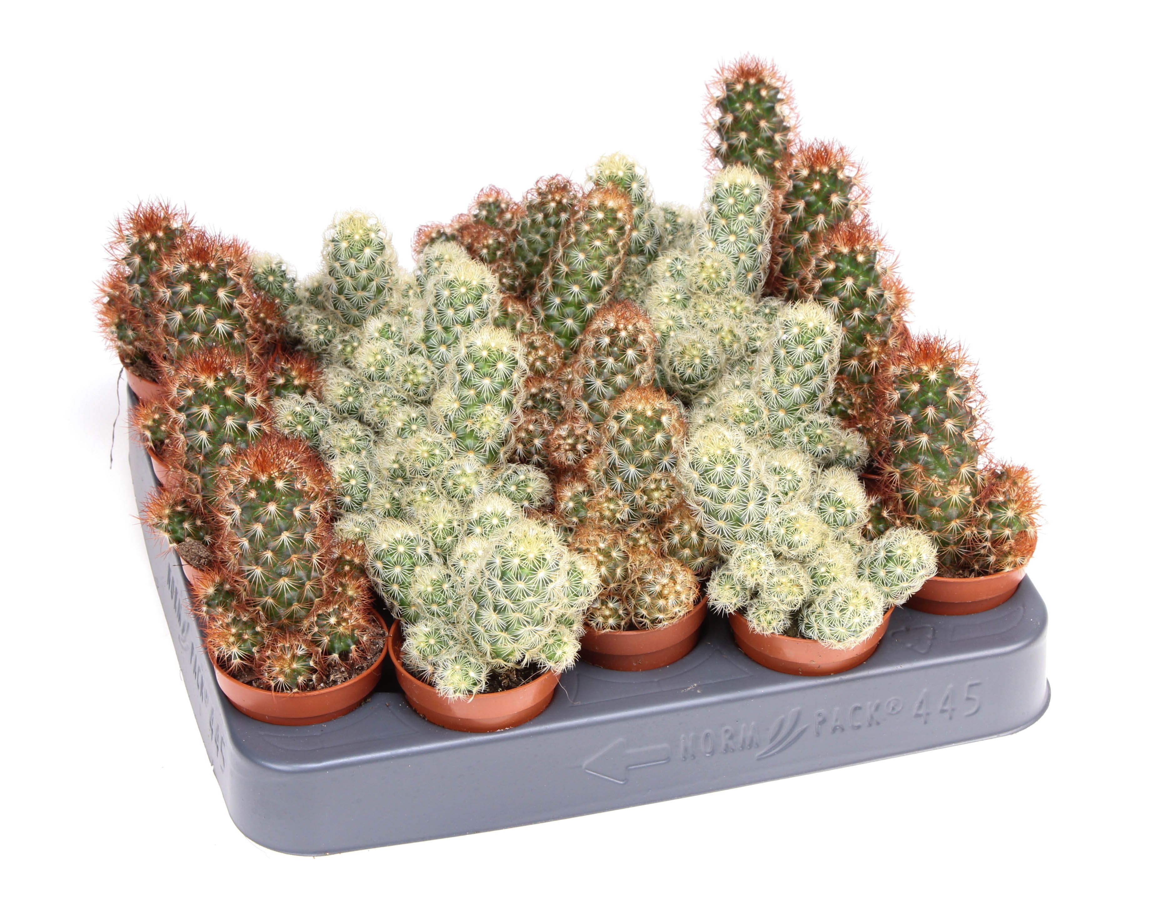 Cactus elongata mix, D 5,5