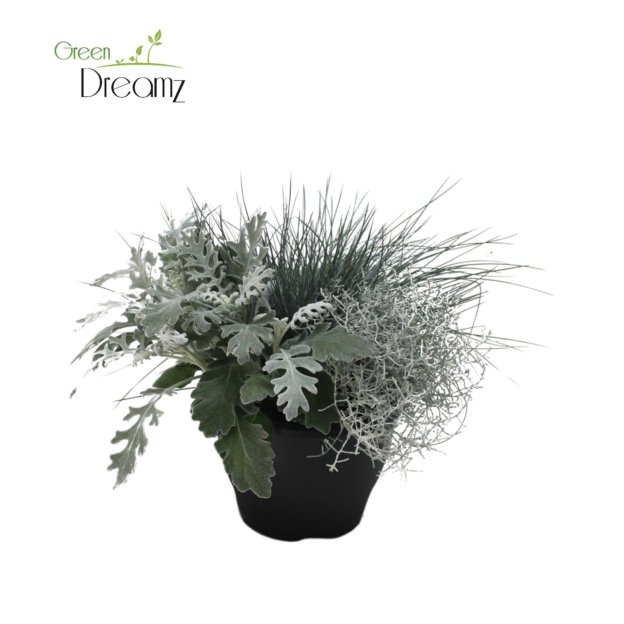 Patio Plant, D 19