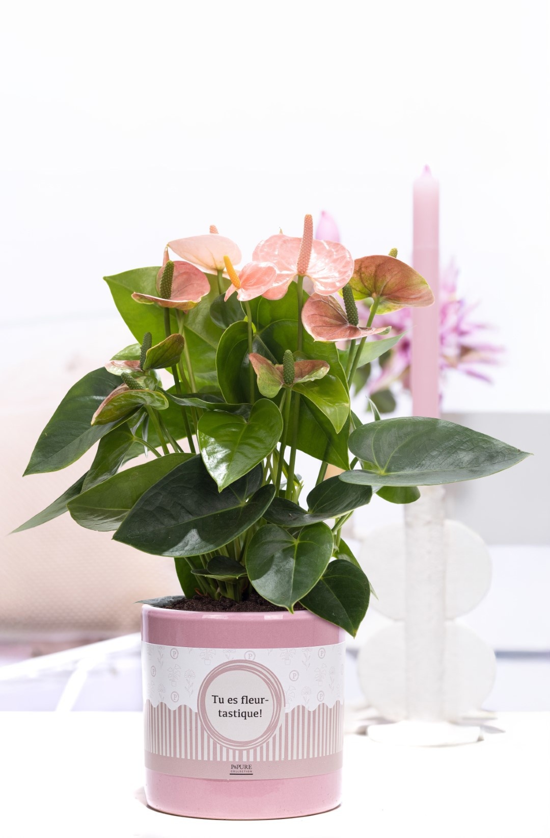 Anthurium pink in P&P cadeau concept: TU ES FLEURTASTIQUE!, D 12