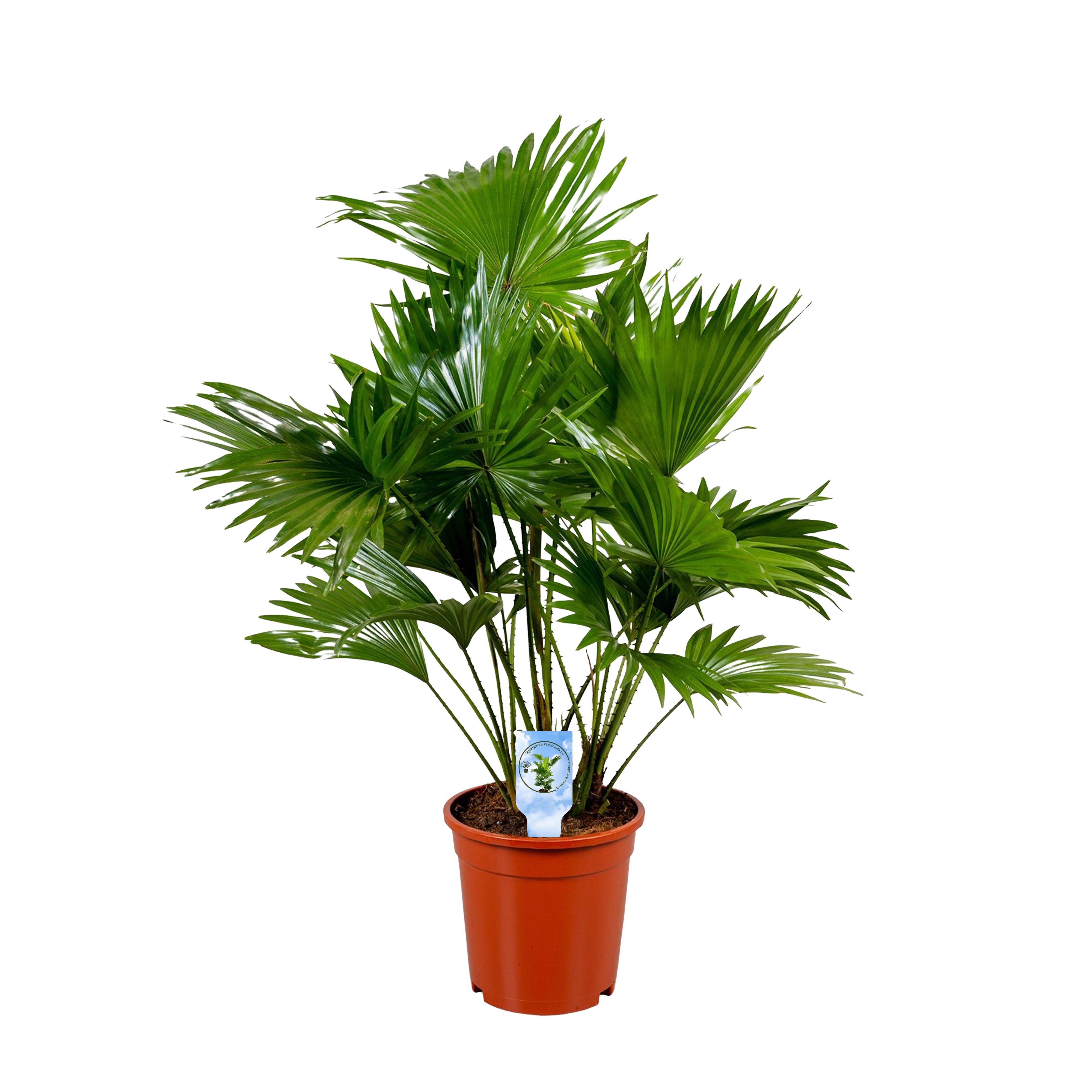Livistona rotundifolia 17 cm lucht zuiverend, D 17
