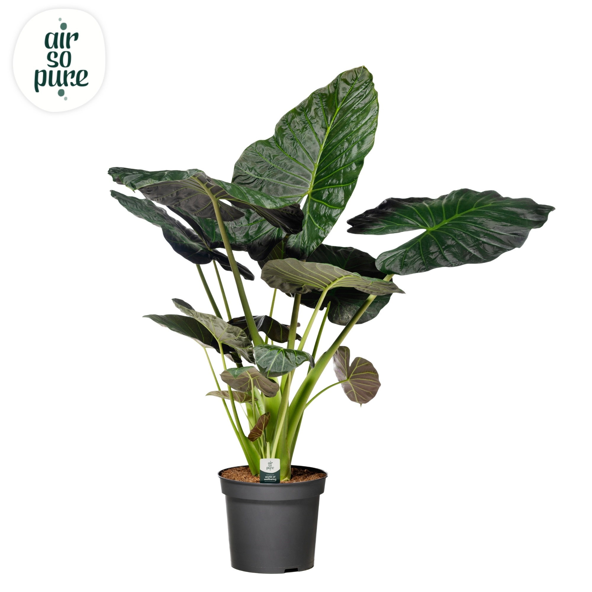 Alocasia Regal Shield p35 (Air so Pure), D 35