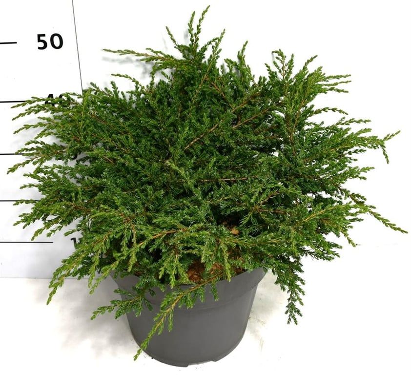 Juniperus comm. 'Repanda', D 32