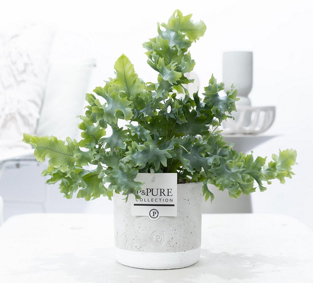 Phlebodium Davana in P&PURE Jade ceramics, D 12