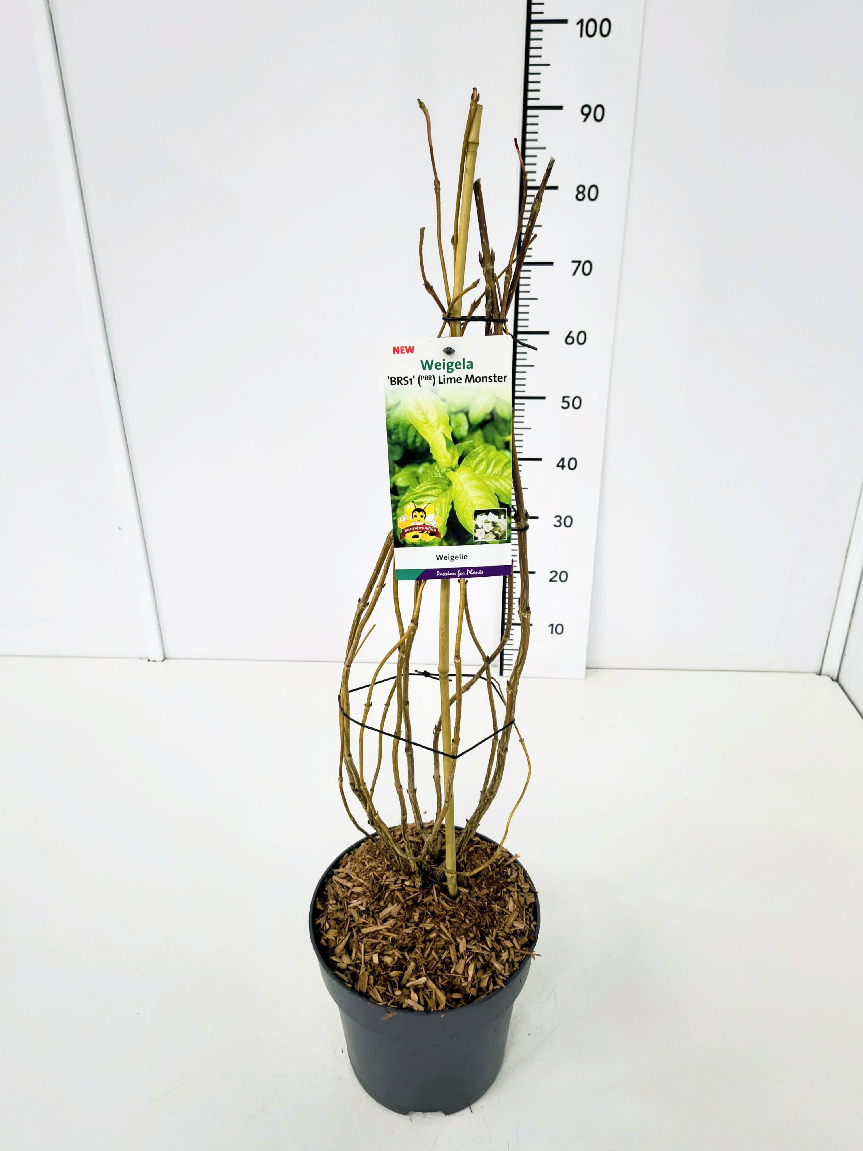 Weigela fl. 'Lime Monster' 50-60C5, D 23