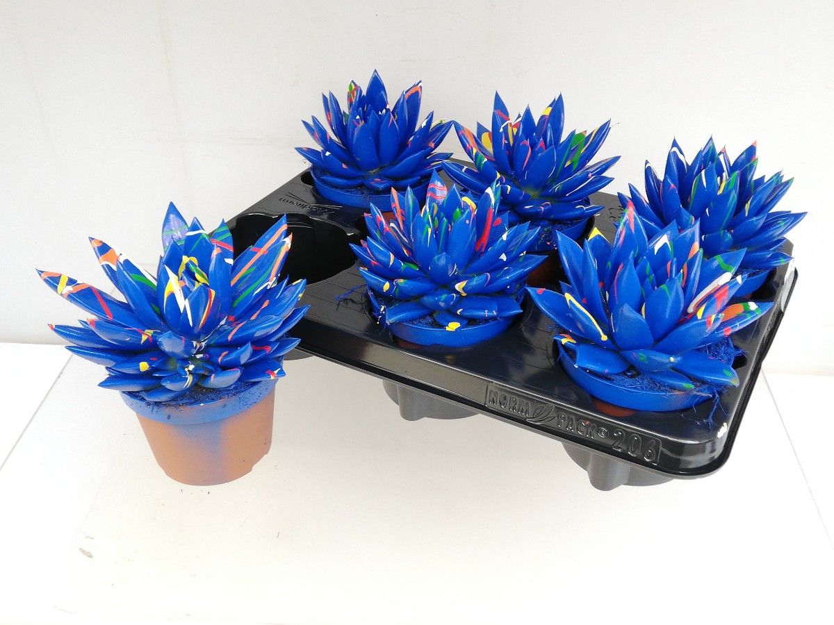 Miranda coloured Splash dark blue, D 10,5