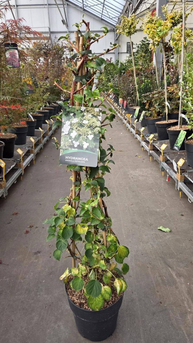 Hydrangea petiolaris, 3 stok, D 29