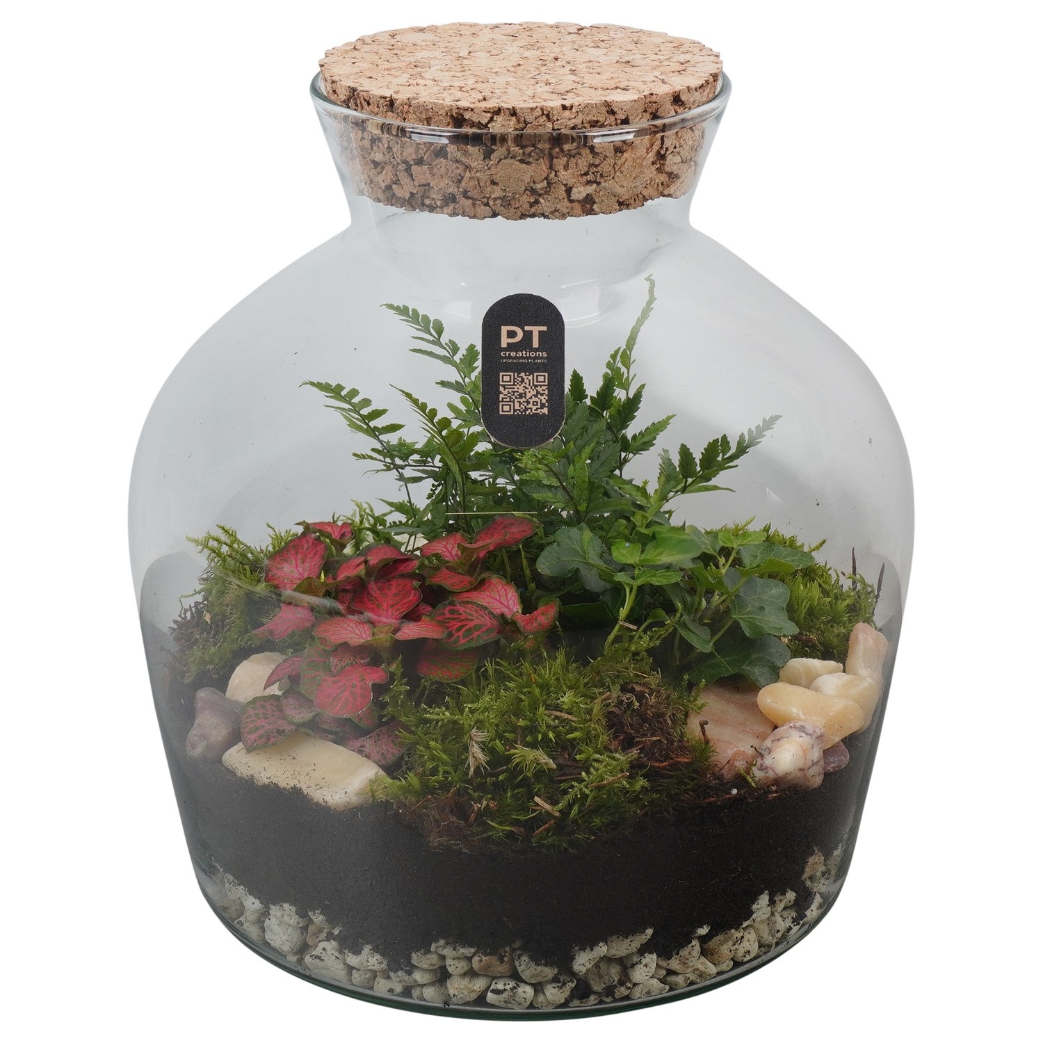 PTTER8111 Arrangement terrarium in glazen terrarium, D 24