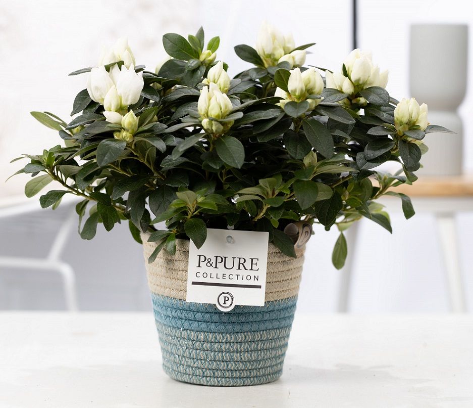 1st class Azalea white in P&PURE Fashionpot Valerie, D 12