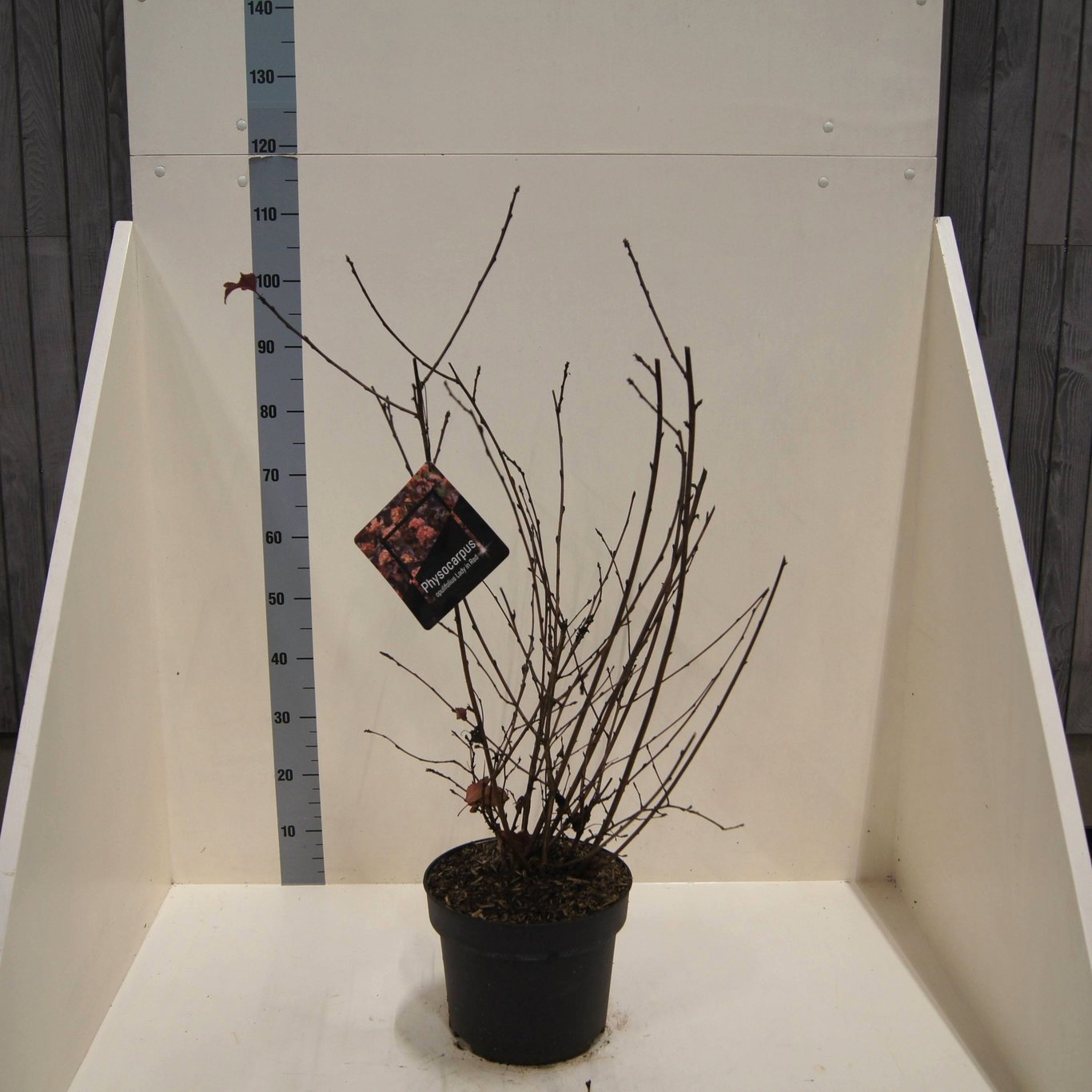 Physocarpus op. Lady in Red, D 28