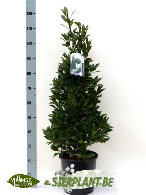 Laurus nobilis Pyramide - Vlaamse Laurier Europees Erkend, D 27