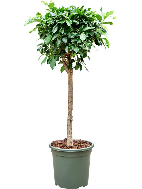 Ficus microcarpa ?Nitida?, D 32