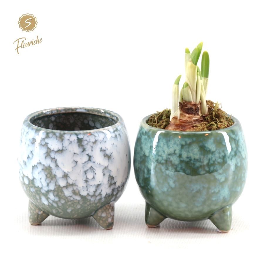 (1910) Narcissus Green Flavour [M] 1PP Mos, D 10