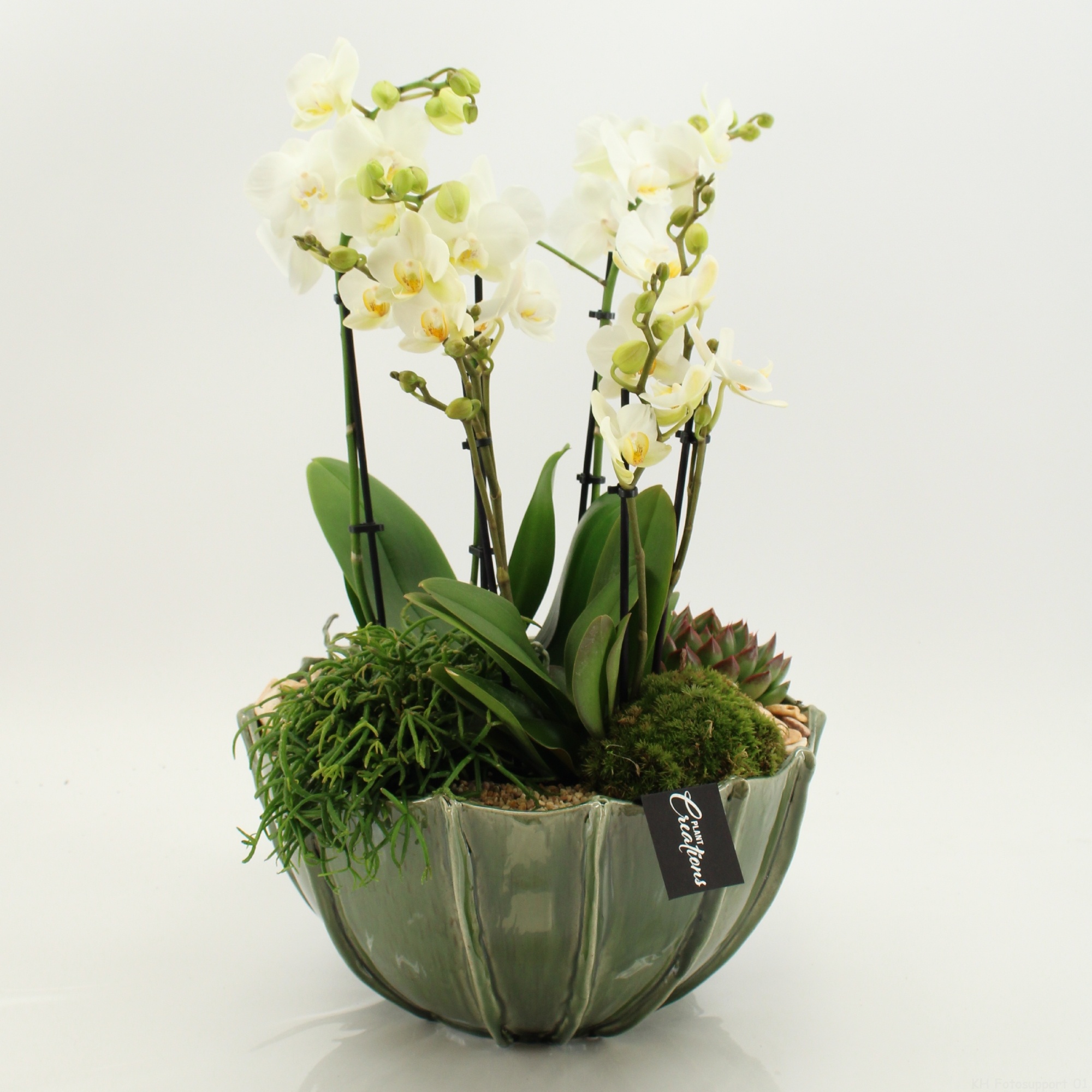 LICR-2611W Limited Edition Phalaenopsis, D 23