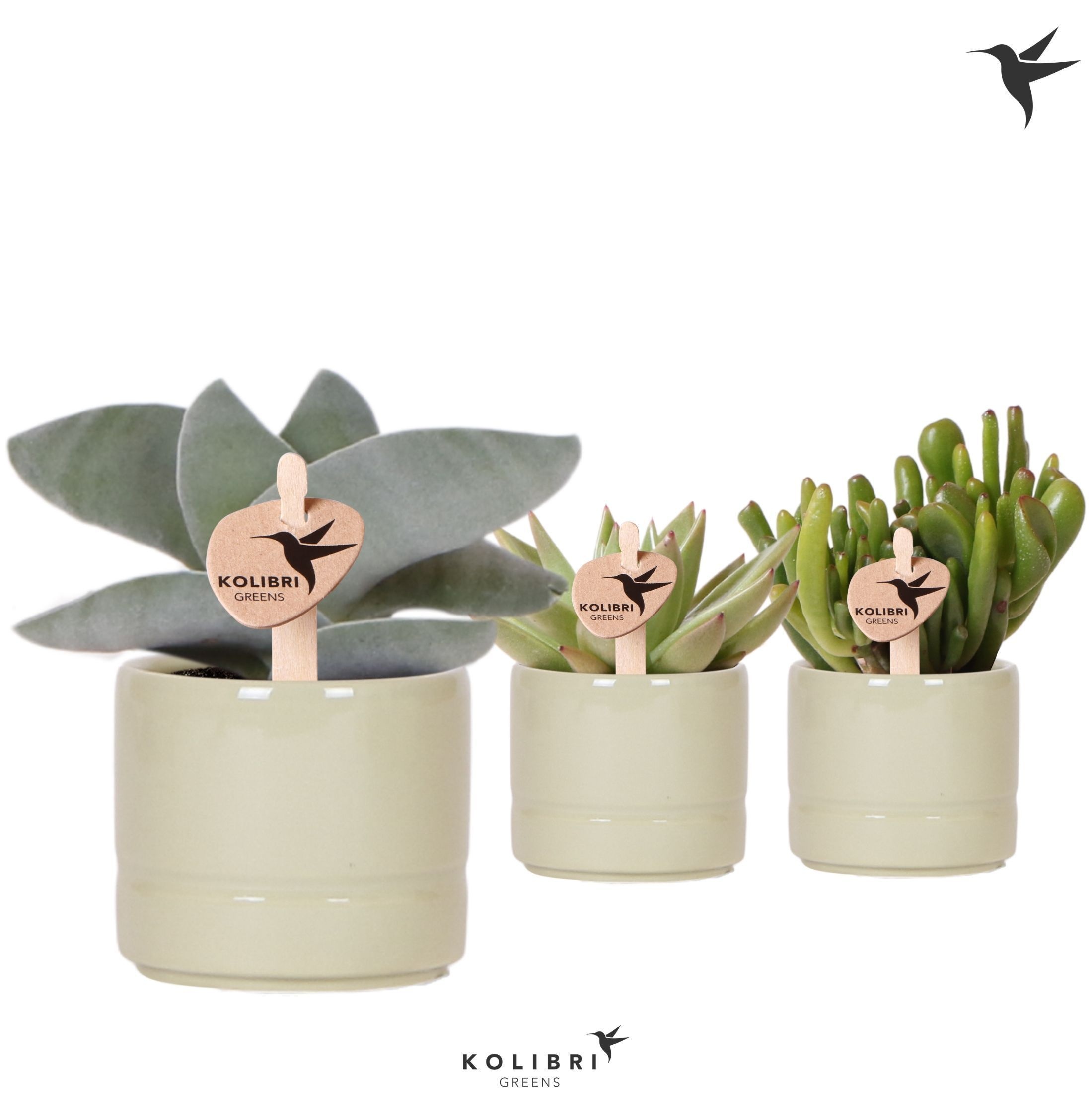 Kolibri Greens Succulenten mix in Pastel pot green, D 6